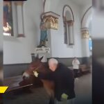 Así fue como un potro se coló en una iglesia de La Ceja justo antes de misa