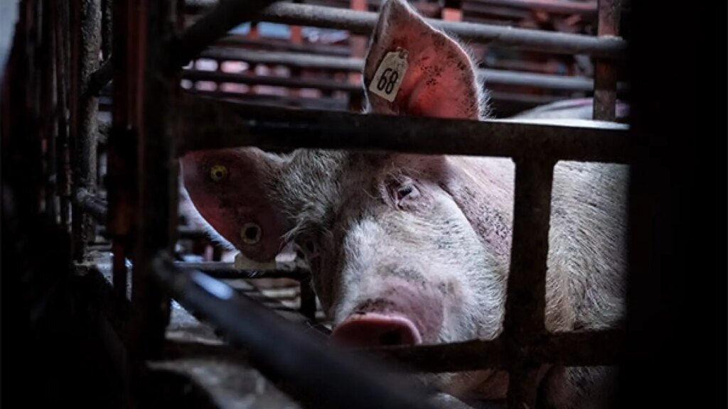 Cataluña sacrificará 30.000 cerdos sanos de granjas cercanas al foco de peste porcina Cataluña sacrificará 30.000 cerdos sanos de granjas cercanas al foco de peste porcina