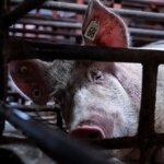 Cataluña sacrificará 30.000 cerdos sanos de granjas cercanas al foco de peste porcina Cataluña sacrificará 30.000 cerdos sanos de granjas cercanas al foco de peste porcina