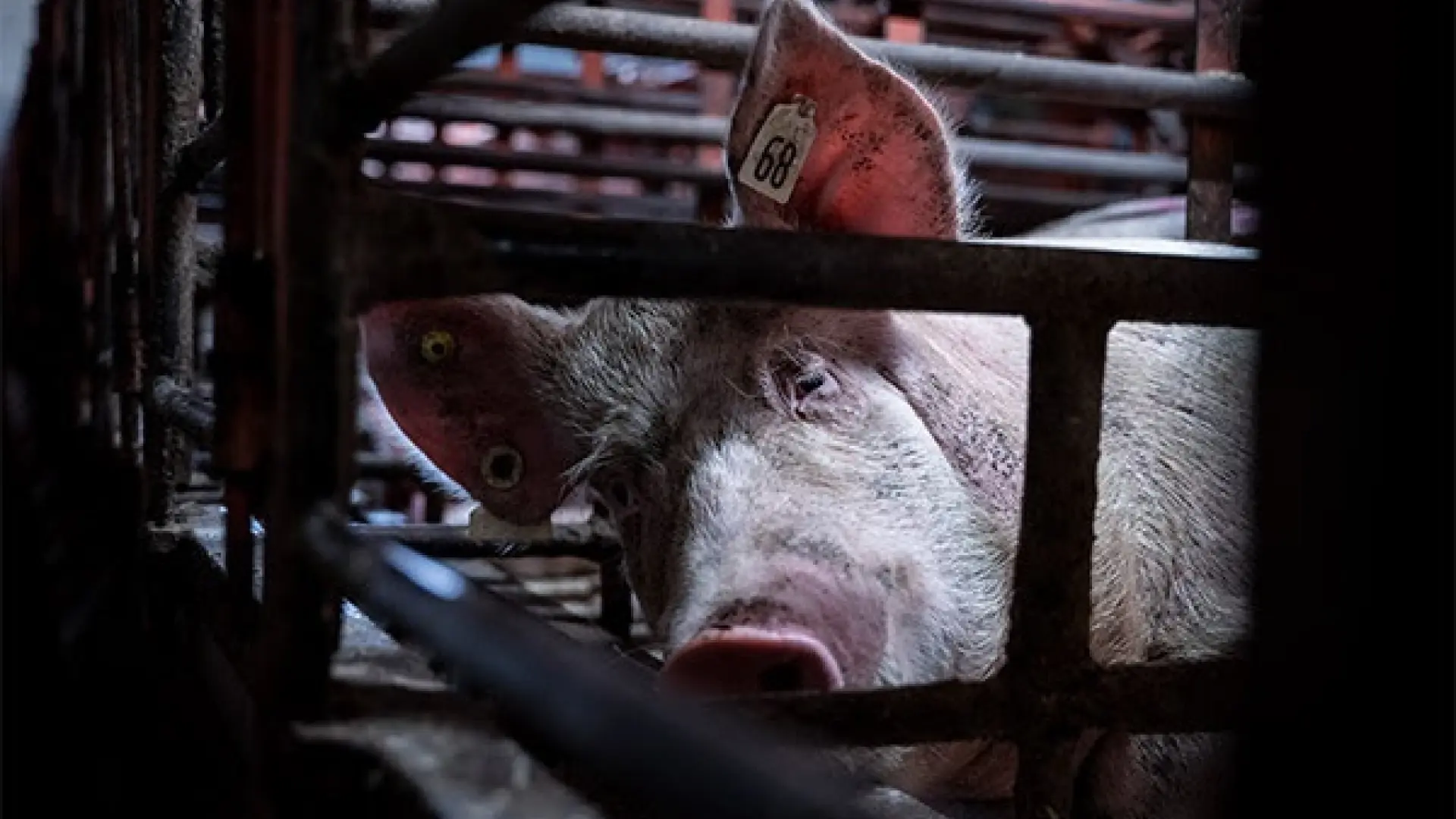 Cataluña sacrificará 30.000 cerdos sanos de granjas cercanas al foco de peste porcina Cataluña sacrificará 30.000 cerdos sanos de granjas cercanas al foco de peste porcina
