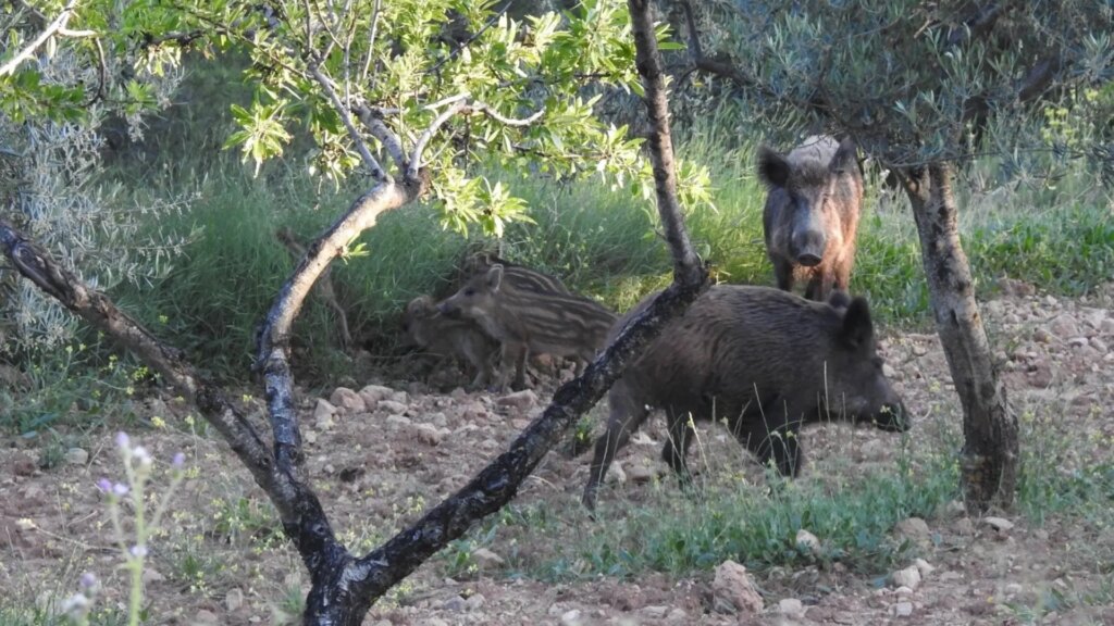 Chile suspende las importaciones de «todo producto porcino de origen español» tras el brote de peste detectado en Barcelona Chile suspende las importaciones de «todo producto porcino de origen español» tras el brote de peste detectado en Barcelona