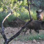 Chile suspende las importaciones de «todo producto porcino de origen español» tras el brote de peste detectado en Barcelona Chile suspende las importaciones de «todo producto porcino de origen español» tras el brote de peste detectado en Barcelona