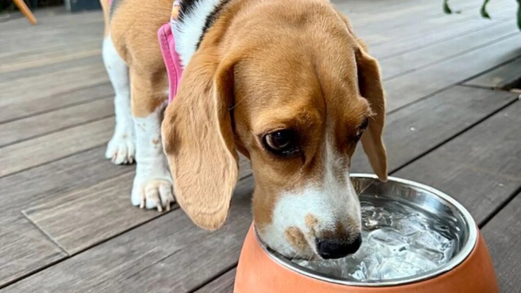 El aviso de los veterinarios sobre tu perro y cómo debe beber agua en invierno El aviso de los veterinarios sobre tu perro y cómo debe beber agua en invierno