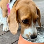 El aviso de los veterinarios sobre tu perro y cómo debe beber agua en invierno El aviso de los veterinarios sobre tu perro y cómo debe beber agua en invierno