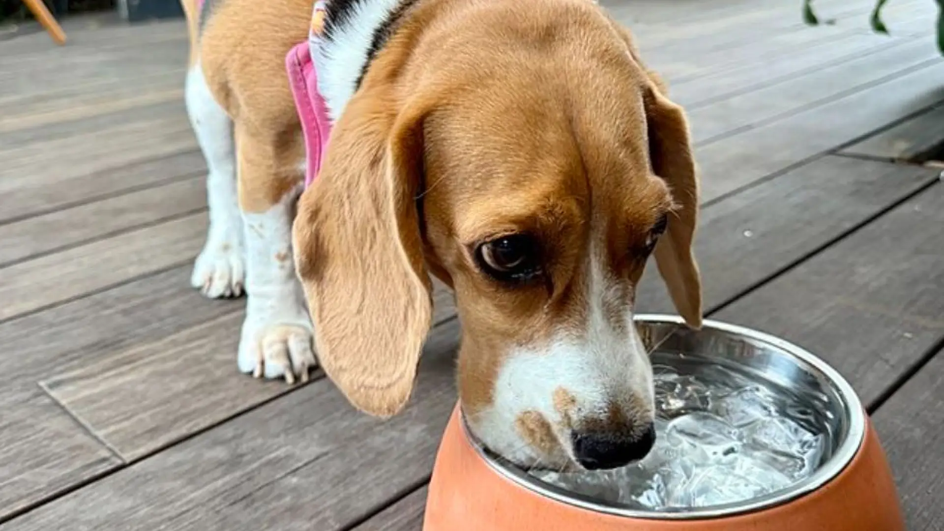 El aviso de los veterinarios sobre tu perro y cómo debe beber agua en invierno El aviso de los veterinarios sobre tu perro y cómo debe beber agua en invierno