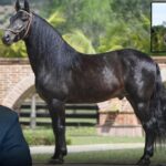 El millonario oftalmólogo dueño del caballo de paso fino más caro de Colombia El millonario oftalmólogo dueño del caballo de paso fino más caro de Colombia
