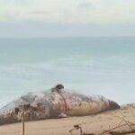 El temporal de mar arrastra a un cachalote muerto hasta una playa de Platja d’Aro El temporal de mar arrastra a un cachalote muerto hasta una playa de Platja d’Aro