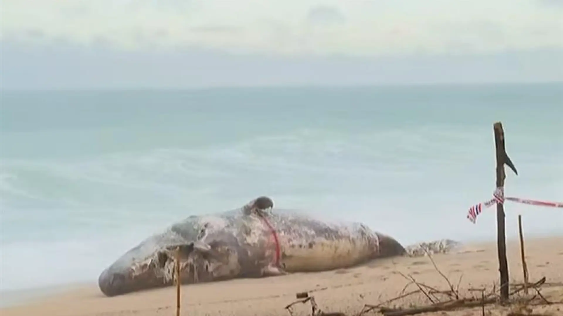 El temporal de mar arrastra a un cachalote muerto hasta una playa de Platja d’Aro El temporal de mar arrastra a un cachalote muerto hasta una playa de Platja d’Aro