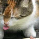 Por qué los gatos pueden dejar de comer y qué hacer