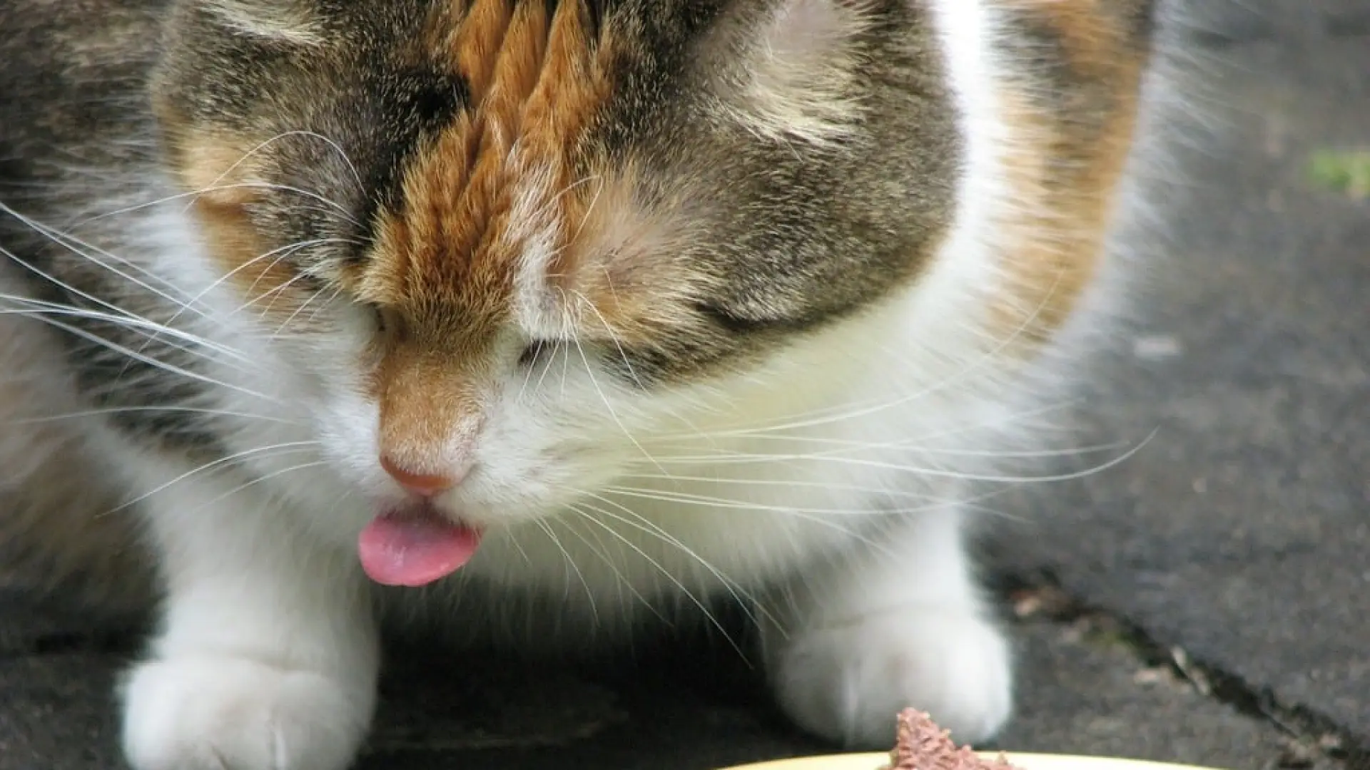Por qué los gatos pueden dejar de comer y qué hacer