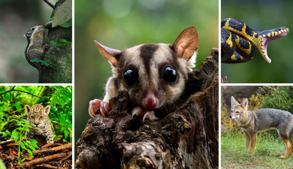 CAR da la cara por los animales: van 220 atropellados en las vías del país