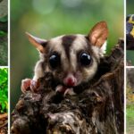 CAR da la cara por los animales: van 220 atropellados en las vías del país CAR da la cara por los animales: van 220 atropellados en las vías del país