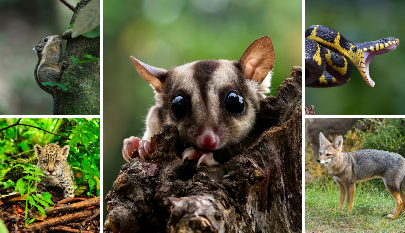 CAR da la cara por los animales: van 220 atropellados en las vías del país CAR da la cara por los animales: van 220 atropellados en las vías del país