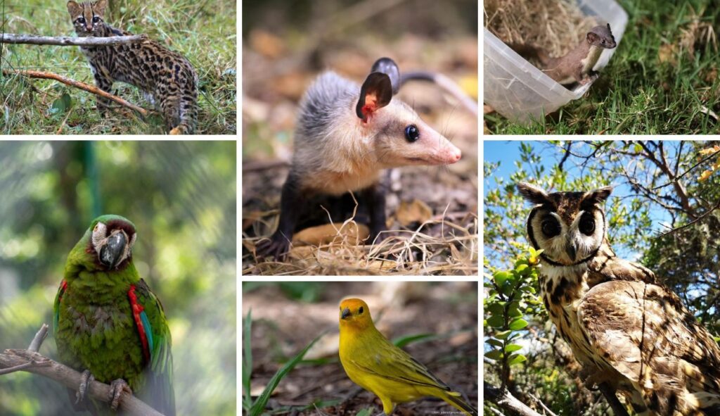 CAR habilitó línea 24/7 ante daños a fauna silvestre por uso de pólvora CAR habilitó línea 24/7 ante daños a fauna silvestre por uso de pólvora