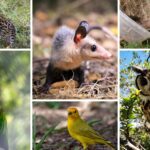 CAR habilitó línea 24/7 ante daños a fauna silvestre por uso de pólvora