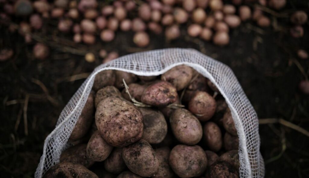 Precios en Corabastos este 10 de diciembre, 2025: alimentos que bajaron HOY