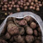 Precios en Corabastos este 10 de diciembre, 2025: alimentos que bajaron HOY Precios en Corabastos este 10 de diciembre, 2025: alimentos que bajaron HOY