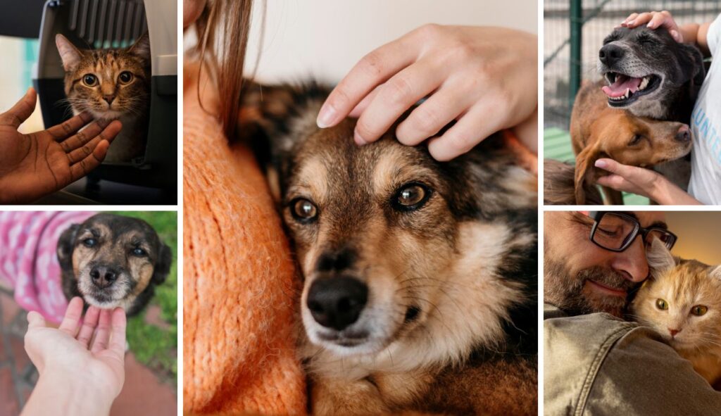 Adopción de mascotas en Bogotá: animales buscan familia para Navidad Adopción de mascotas en Bogotá: animales buscan familia para Navidad
