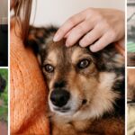 Adopción de mascotas en Bogotá: animales buscan familia para Navidad