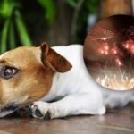 Animales afectados por uso de pólvora en Navidad: hubo 115 reportes