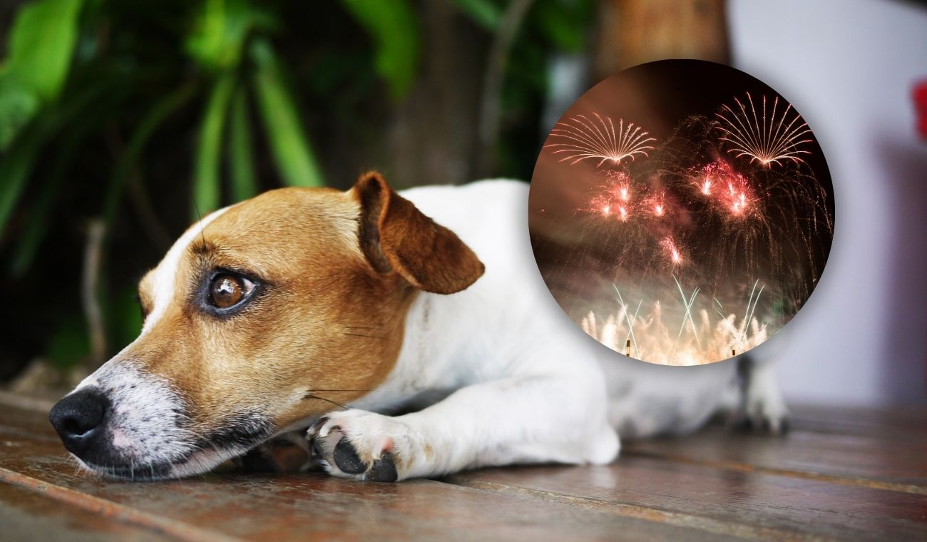 Animales afectados por uso de pólvora en Navidad: hubo 115 reportes