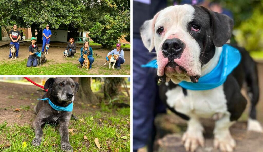 Terapias con colita feliz: así curan los ‘dogtores’ a pacientes en Bogotá Terapias con colita feliz: así curan los ‘dogtores’ a pacientes en Bogotá