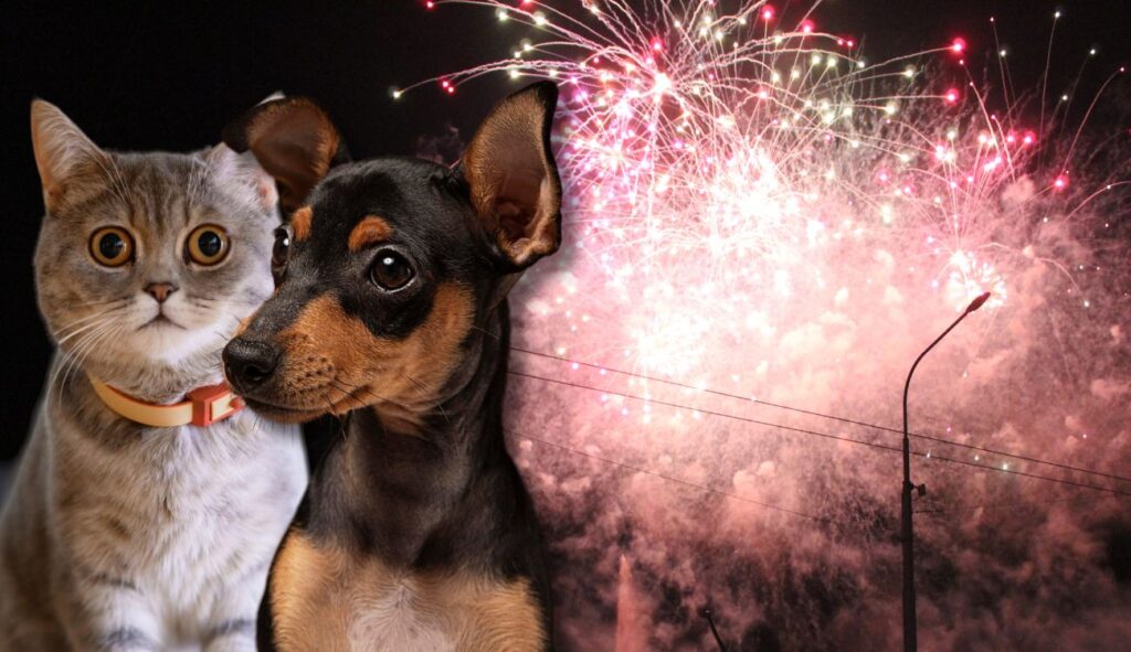 De qué trata ‘Cielos en Calma’: proyecto busca frenar pólvora por animales