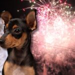 De qué trata ‘Cielos en Calma’: proyecto busca frenar pólvora por animales