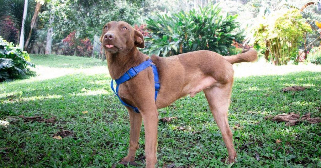 Medellín: Personería emite alerta por la acumulación de animales Medellín: Personería emite alerta por la acumulación de animales