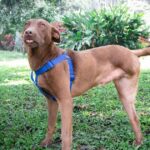 Medellín: Personería emite alerta por la acumulación de animales Medellín: Personería emite alerta por la acumulación de animales