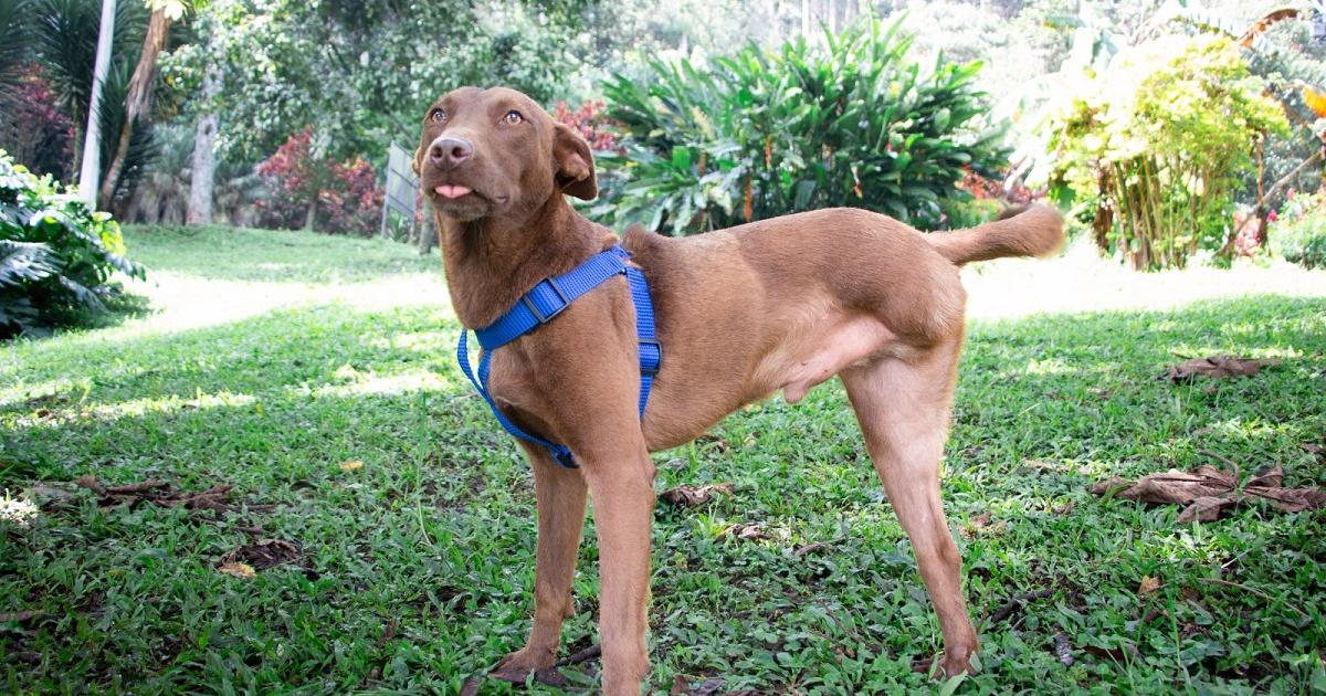 Medellín: Personería emite alerta por la acumulación de animales
