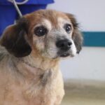 Medellín: Perrita murió tras lanzarse de un octavo piso por uso de pólvora
