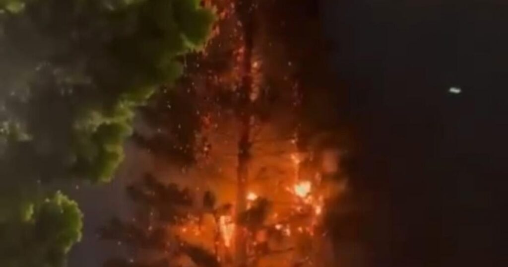 Un volador quemó emblemático pino del barrio Manrique de Medellín Un volador quemó emblemático pino del barrio Manrique de Medellín
