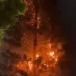 Un volador quemó emblemático pino del barrio Manrique de Medellín Un volador quemó emblemático pino del barrio Manrique de Medellín
