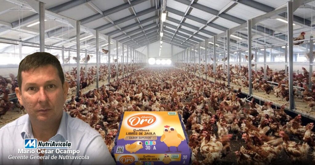 Como unos productores de huevos de gallina en galpones volvieron un gran negocio sacarlas de la jaula Como unos productores de huevos de gallina en galpones volvieron un gran negocio sacarlas de la jaula