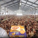 Como unos productores de huevos de gallina en galpones volvieron un gran negocio sacarlas de la jaula