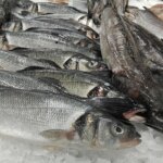 «Las aletas son más grandes»