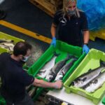 La Rula de Avilés: así late la lonja asturiana que vende más de 11 millones de kilos de pescado fresco al año La Rula de Avilés: así late la lonja asturiana que vende más de 11 millones de kilos de pescado fresco al año