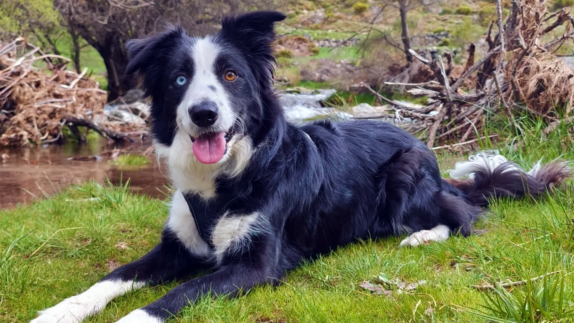 así se contagia la leptospirosis canina así se contagia la leptospirosis canina