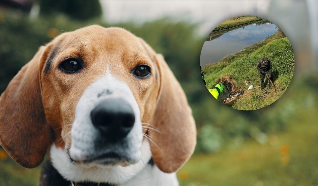 Perrita habría sido incinerada en Suba: Denuncian varios casos de maltrato Perrita habría sido incinerada en Suba: Denuncian varios casos de maltrato