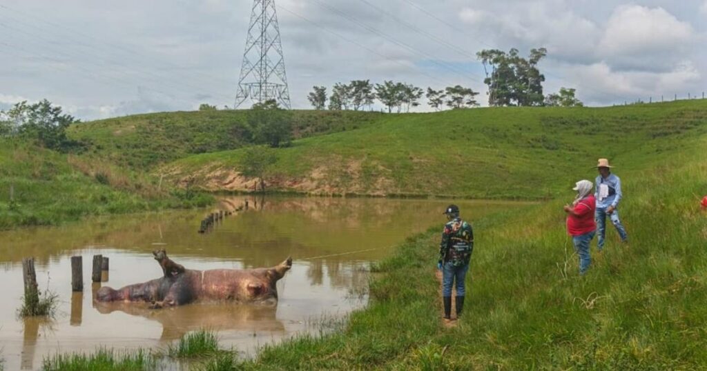 Antioquia: Hallan cuerpo de un hipopótamo en lago de Puerto Triunfo Antioquia: Hallan cuerpo de un hipopótamo en lago de Puerto Triunfo