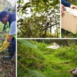 CAR cerró el año con liberación de fauna silvestre y trabajo ambiental