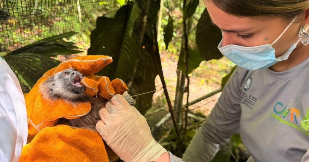 Antioquia: Cuatro titís víctimas de tráfico ilegal fueron liberados