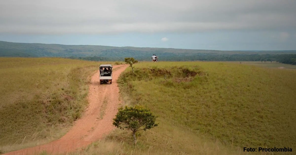 Así puede hacer un safari en pleno Llano colombiano a menos de tres horas de Bogotá
