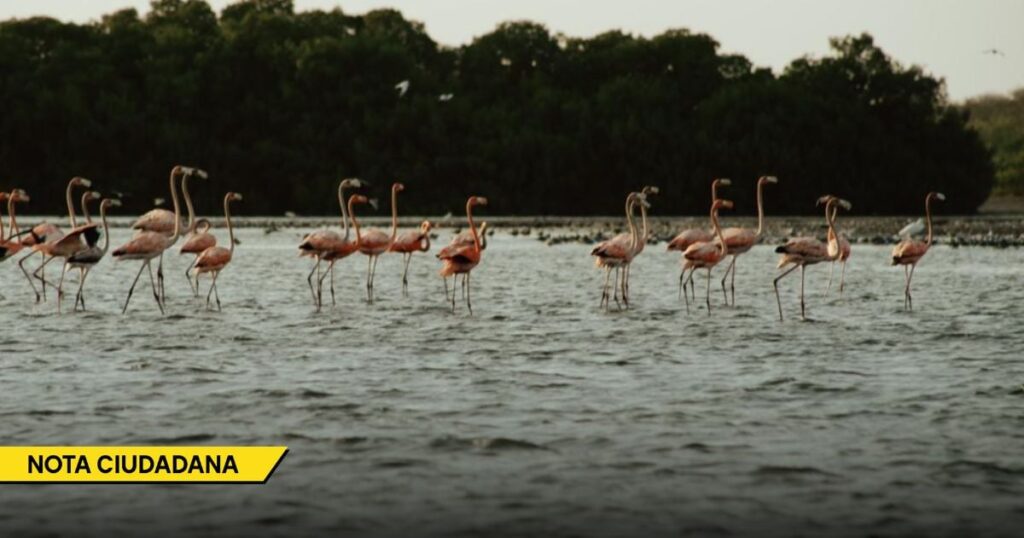La preocupante razón por la que aparecieron flamencos en Cartagena
