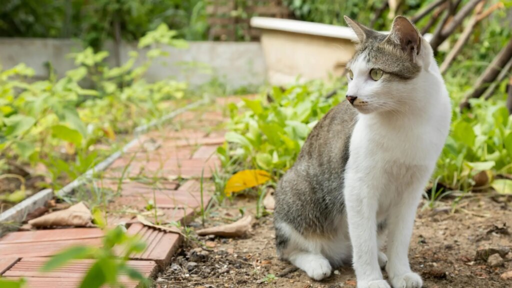 ¿Conoces los peligros que alberga el jardín para tus perros y gatos?