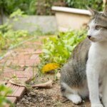 ¿Conoces los peligros que alberga el jardín para tus perros y gatos?