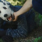 ¿Hay películas para ‘therians’? Estas son las más buscadas con humanos que desarrollan una identidad animal