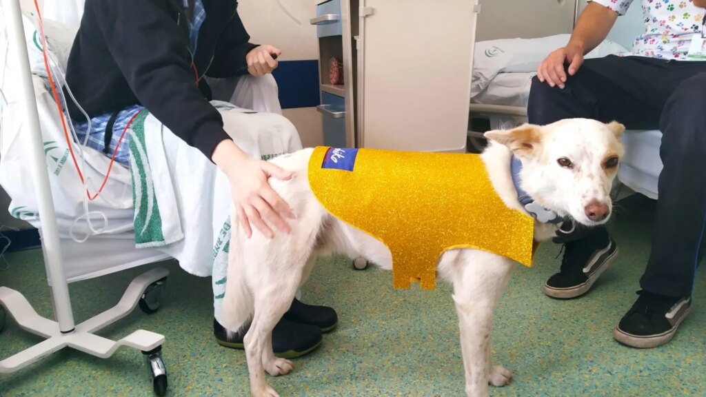 ¿Siempre quieren caricias? Un estudio revela la importancia de dar elección a los perros de terapia ¿Siempre quieren caricias? Un estudio revela la importancia de dar elección a los perros de terapia