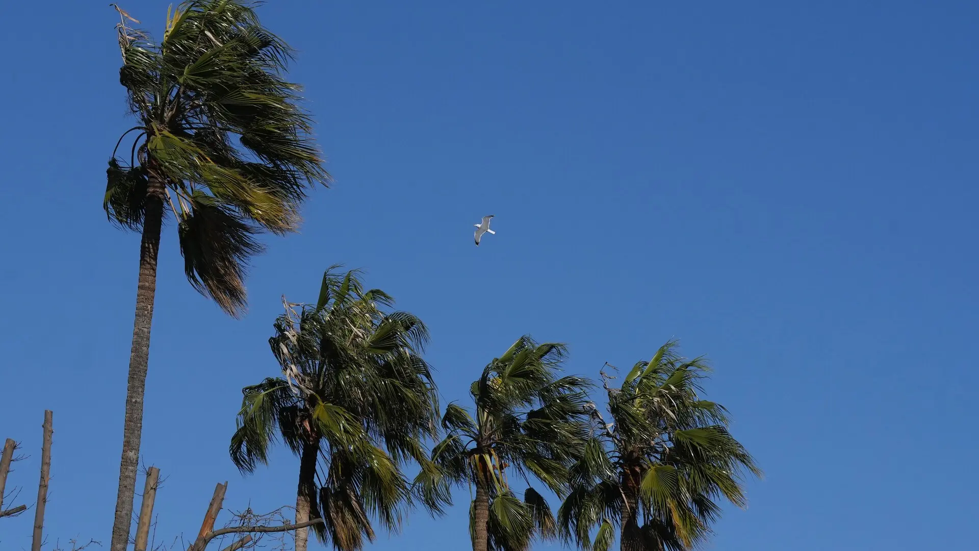 Activada la alerta Ventcat por fuertes rachas de viento este domingo en el norte de Catalunya